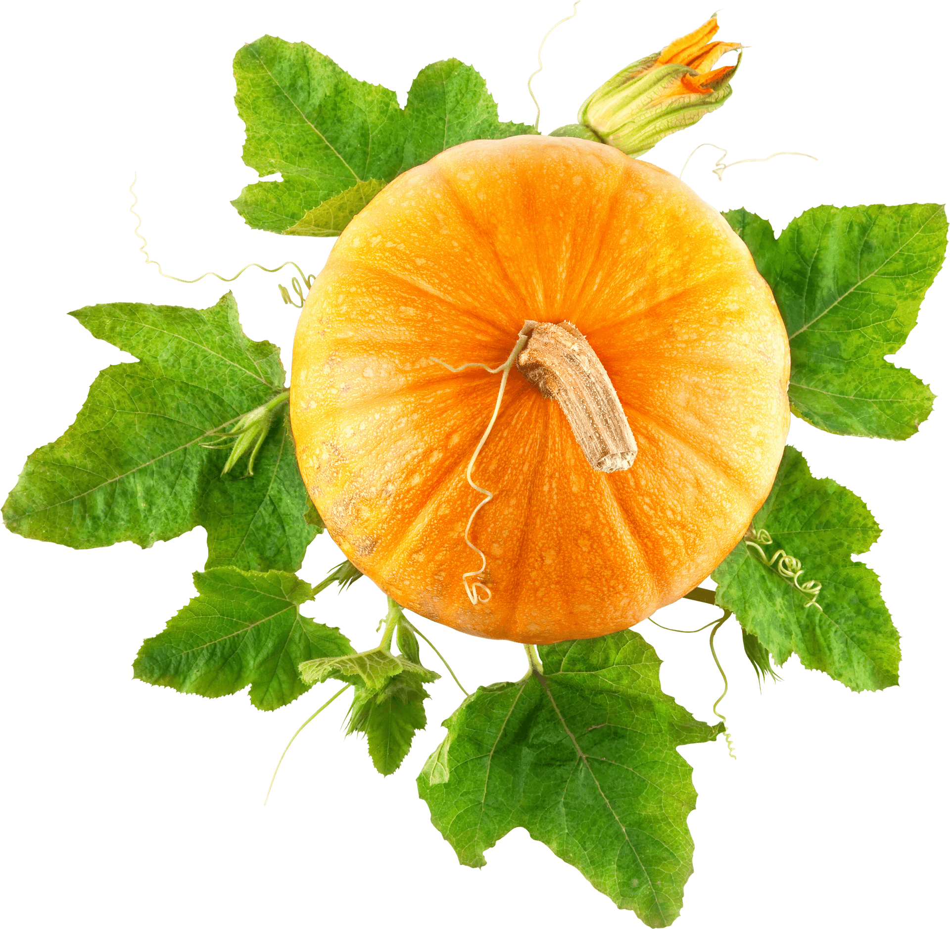 Vibrant Orange Pumpkinwith Leaves PNG