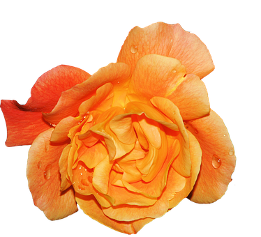 Vibrant Orange Rose Black Background PNG