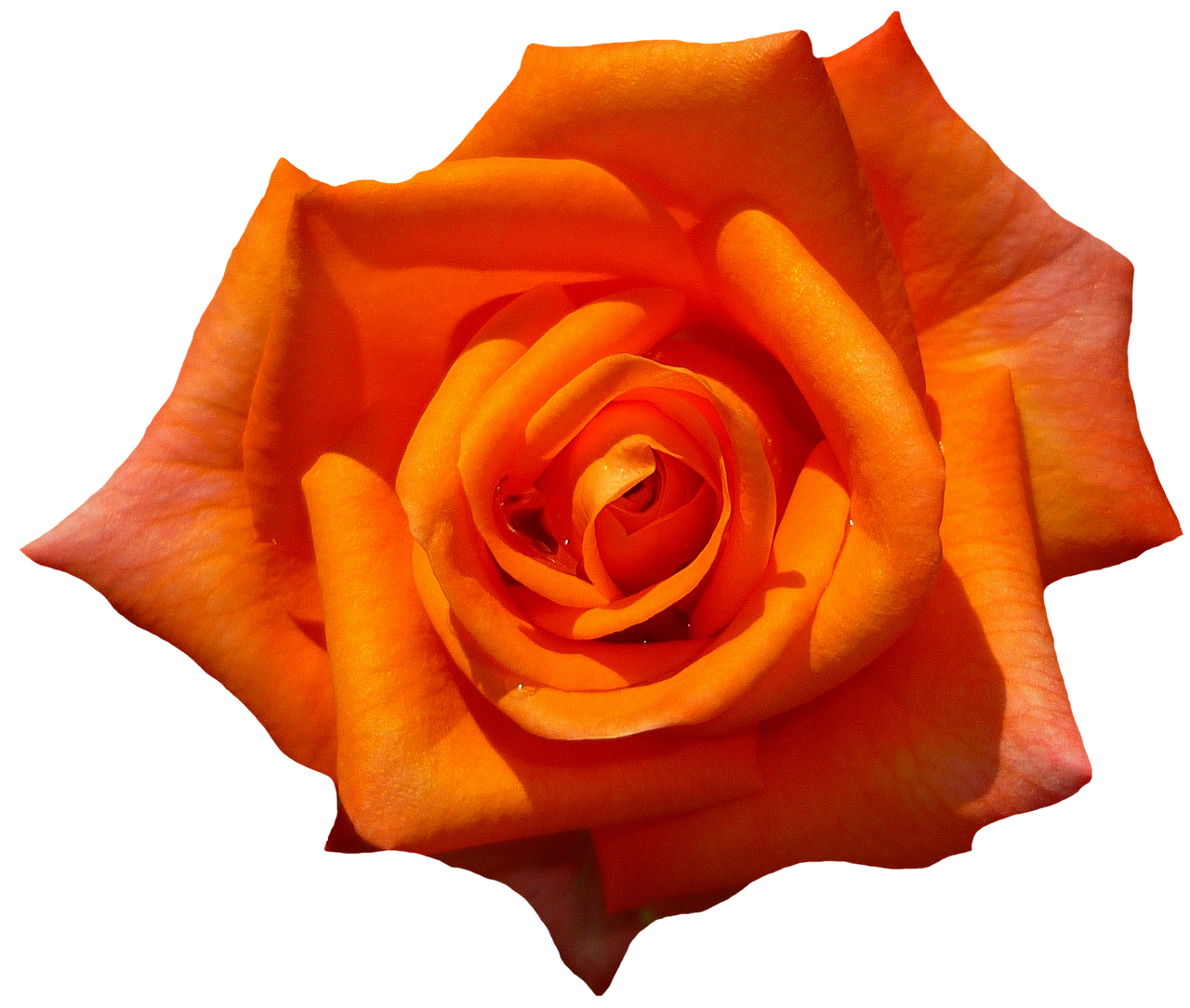 Vibrant Orange Rose Black Background PNG