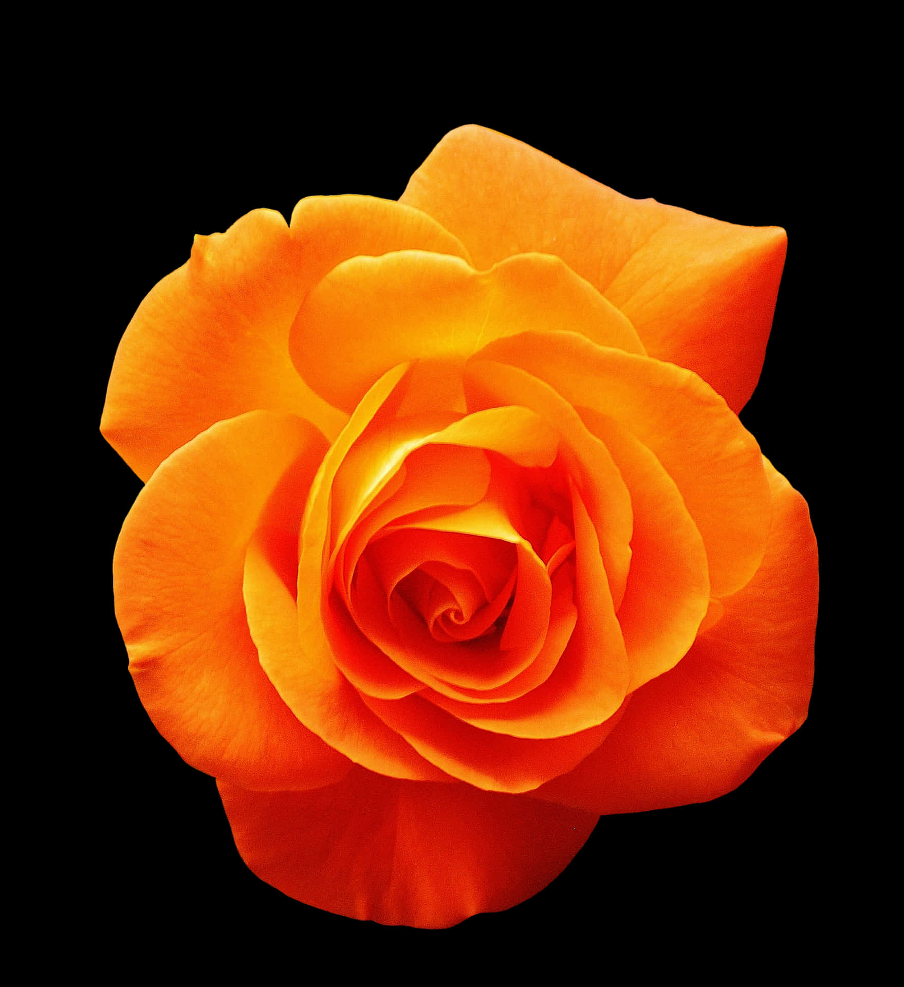 Vibrant Orange Rose Black Background.jpg PNG