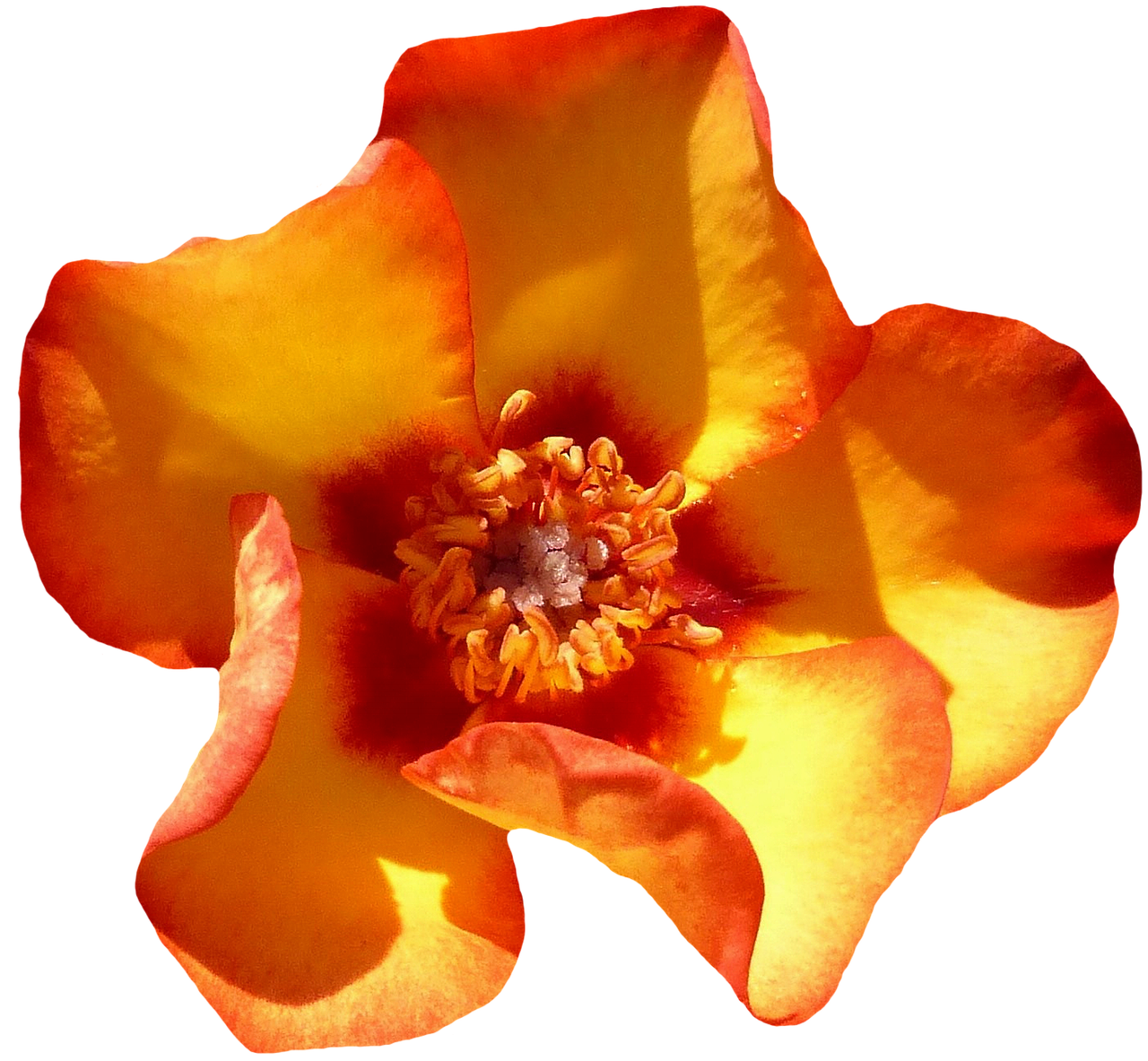 Vibrant Orange Rose Closeup PNG