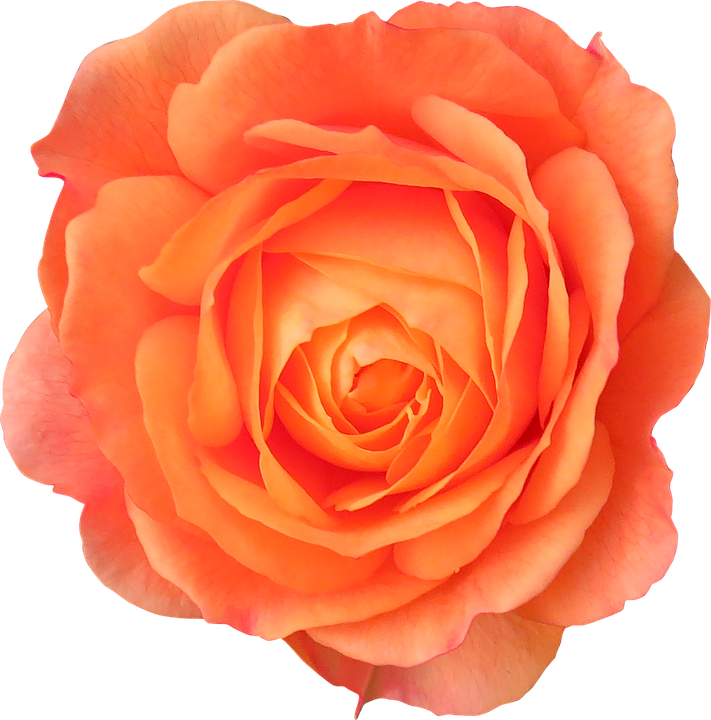 Vibrant Orange Rose Flower PNG