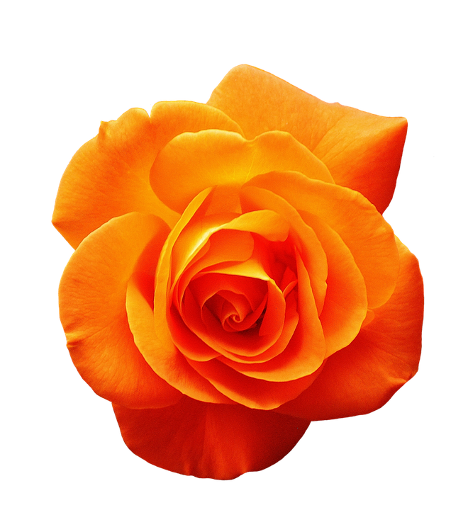 Vibrant Orange Rose Isolated PNG