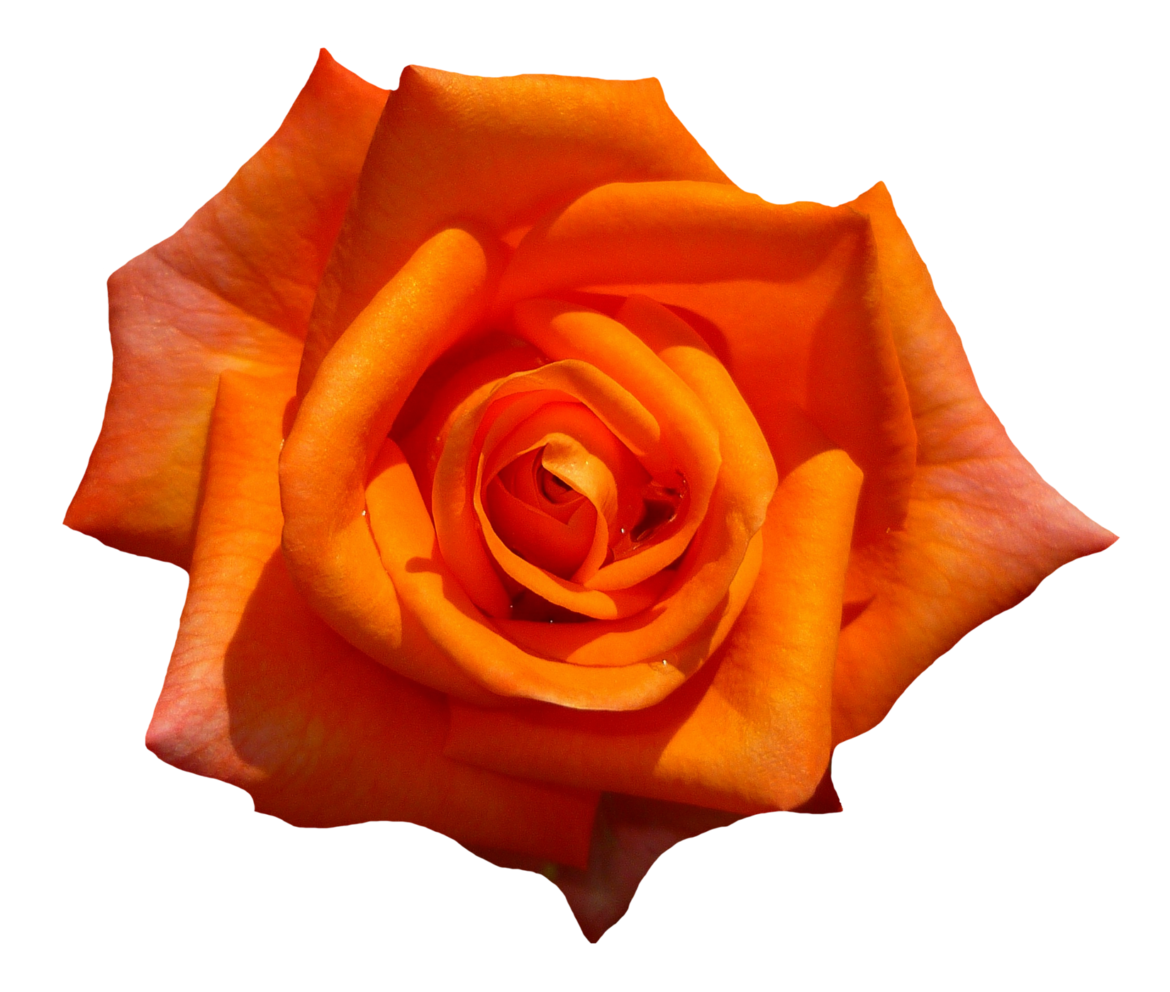 Vibrant Orange Rose PNG