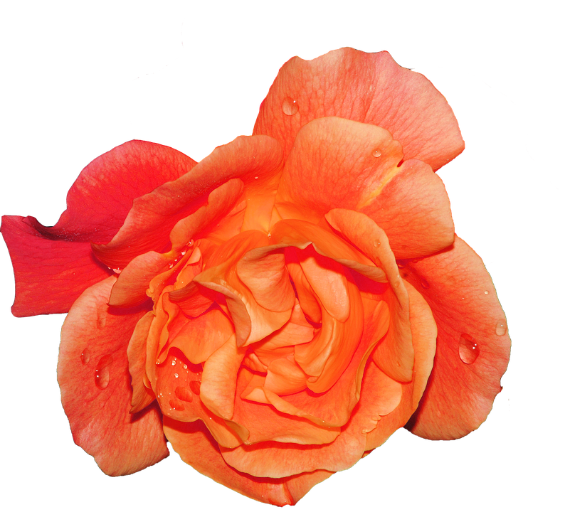 Vibrant Orange Rose Water Droplets.png PNG