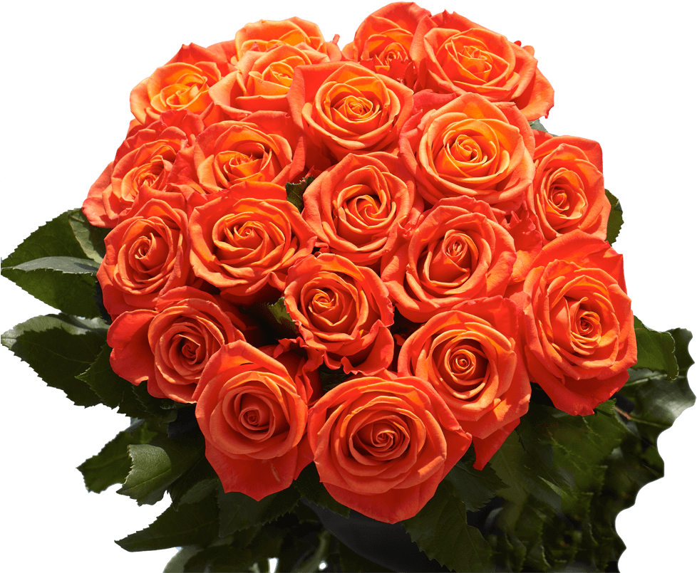 Vibrant Orange Roses Bouquet PNG
