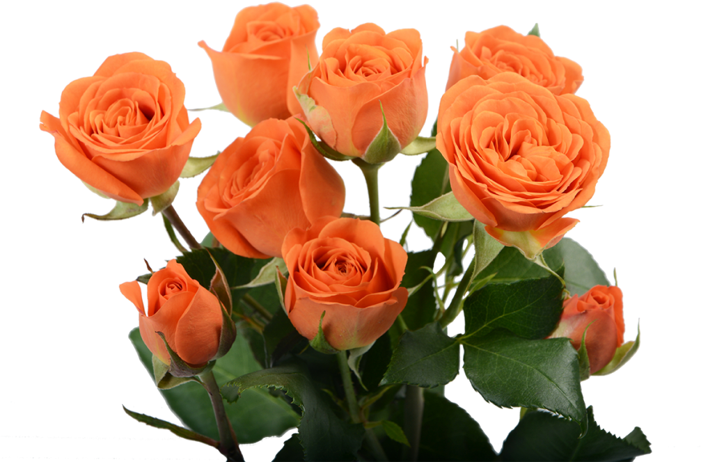 Vibrant Orange Roses Bouquet PNG