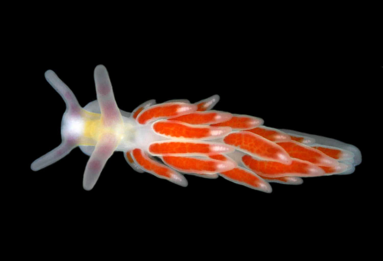 Vibrant Orange Sea Slug Wallpaper
