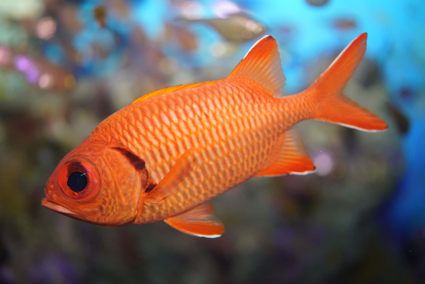 Vibrant Orange Soldierfish Swimming Wallpaper