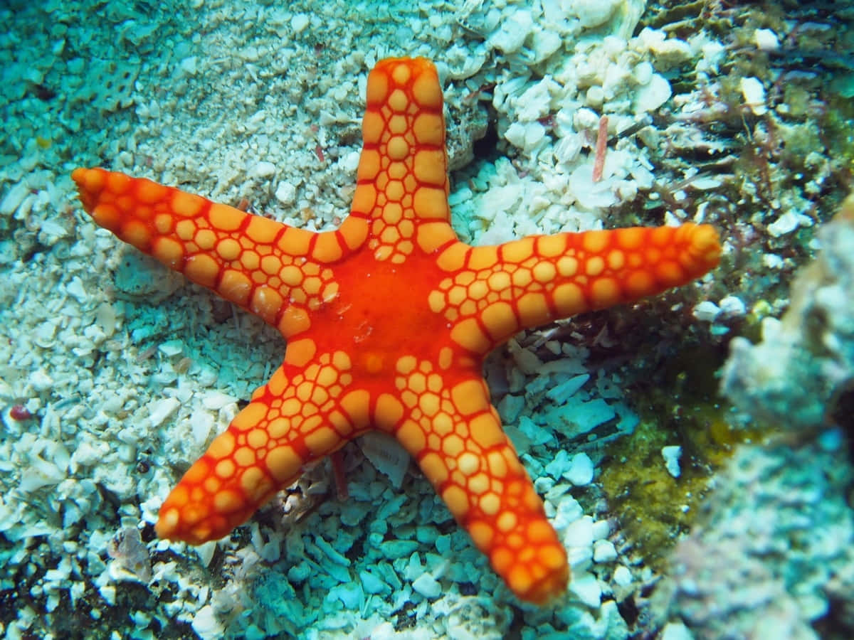 Vibrant Orange Starfishon Seabed Wallpaper