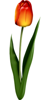 Vibrant Orange Tulipon Black PNG