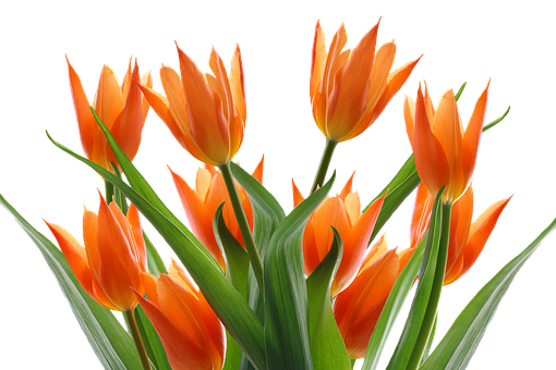 Vibrant_ Orange_ Tulips_ Black_ Background.jpg PNG