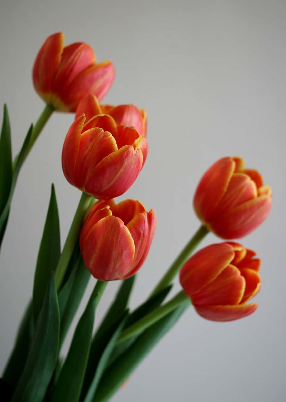 Vibrant Orange Tulips Floral Photography Wallpaper