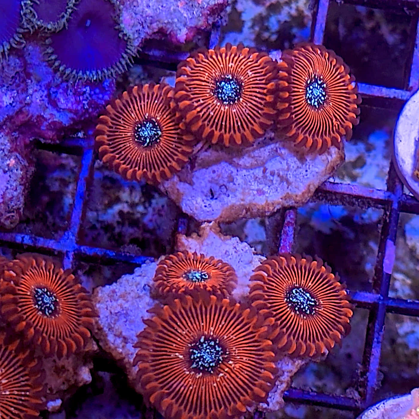 Vibrant Orange Zoanthids Coral Wallpaper
