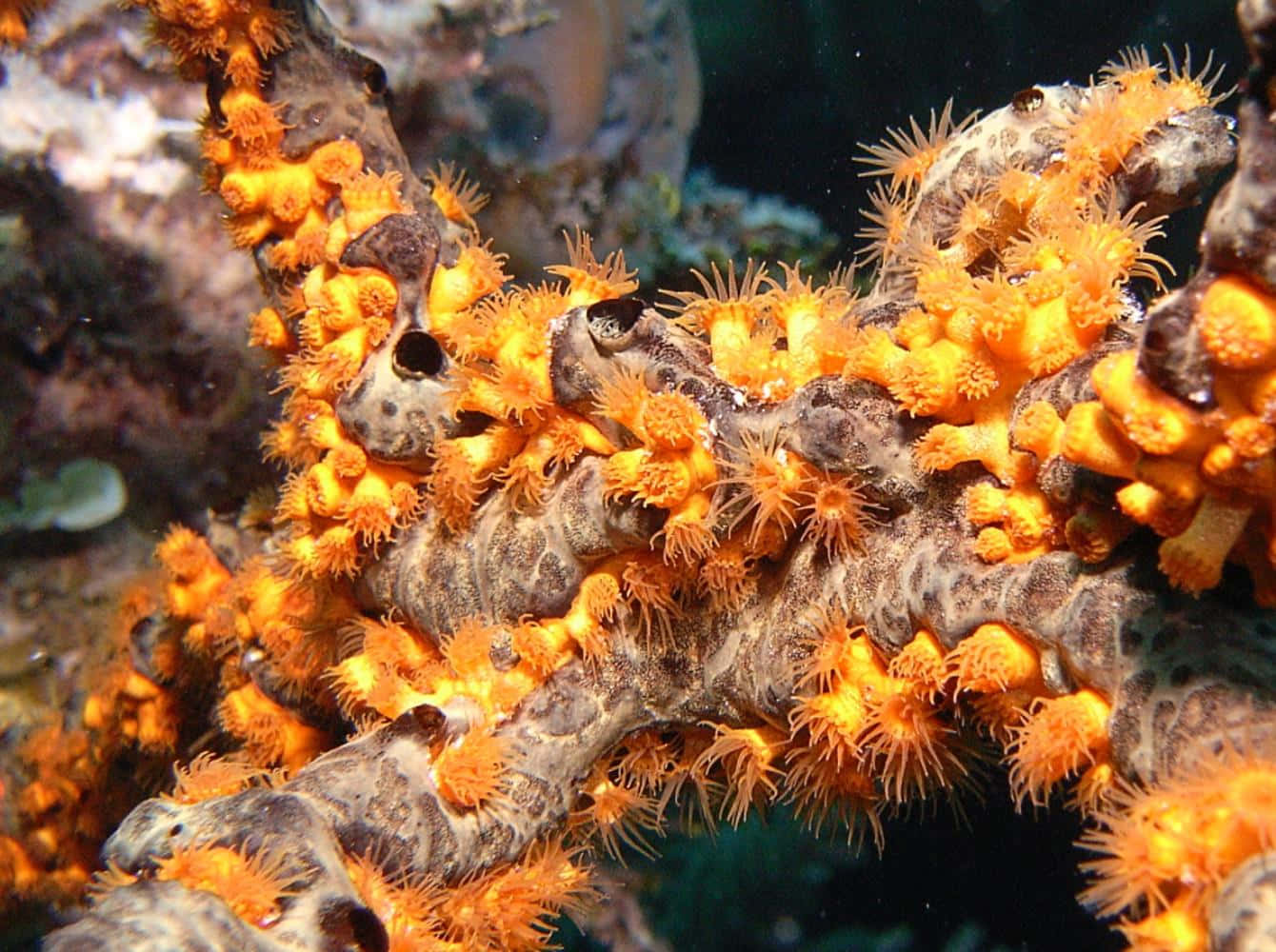 Vibrant Orange Zoanthidson Reef Wallpaper
