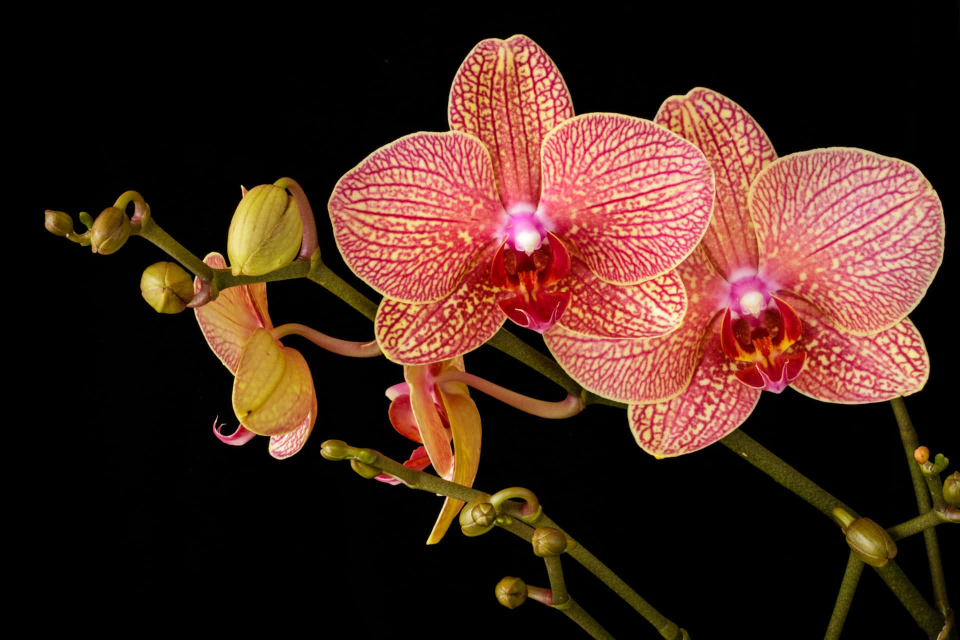 Vibrant Orchid Blooms Wallpaper