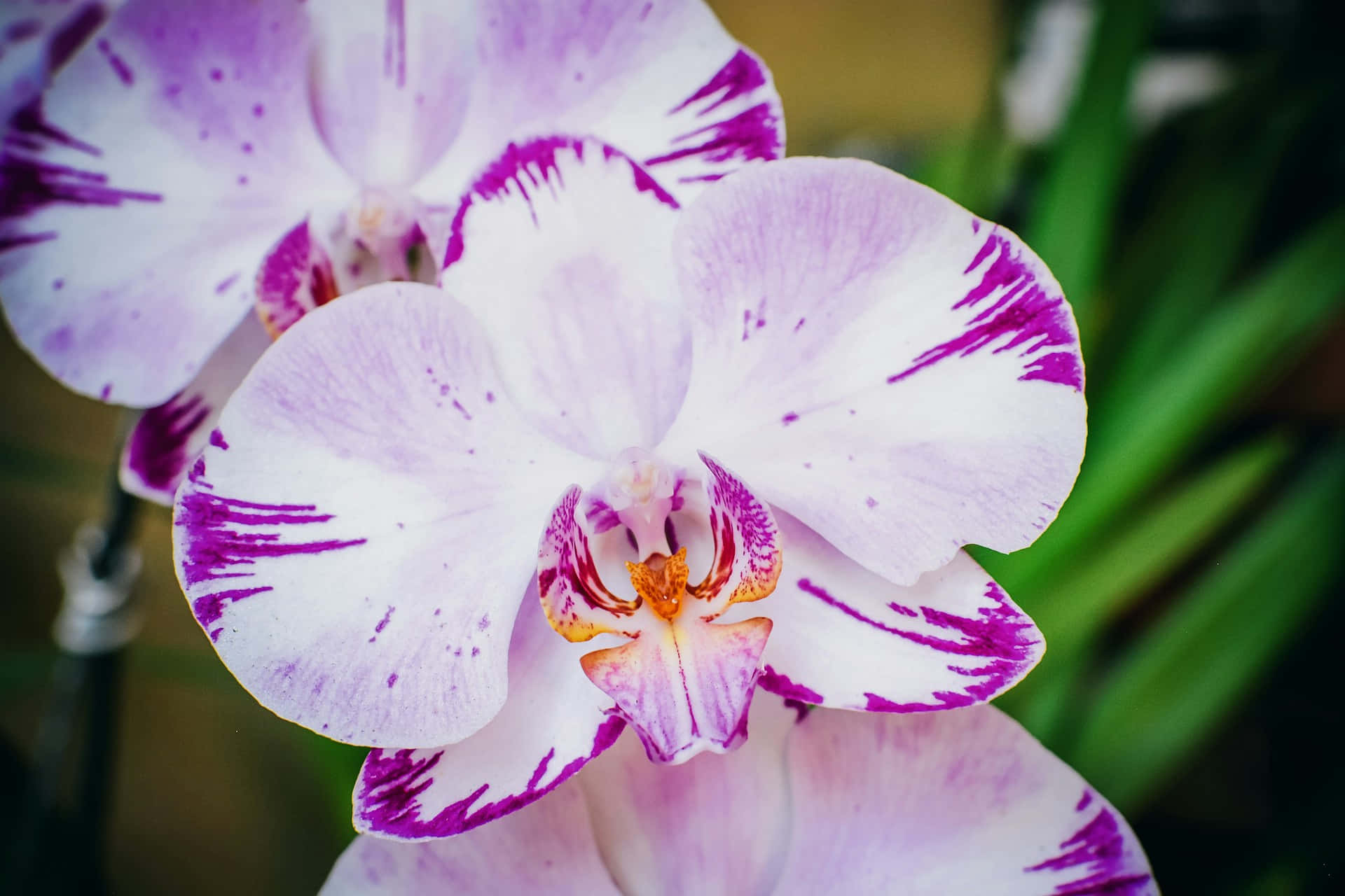 Vibrant Orchid Closeup Wallpaper