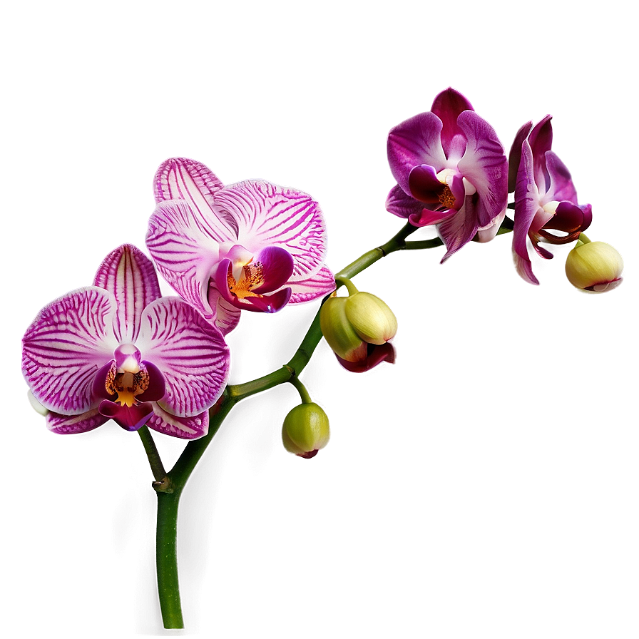 Vibrant Orchid Png 05242024 PNG