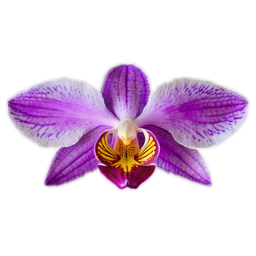Vibrant Orchid Png Sge PNG