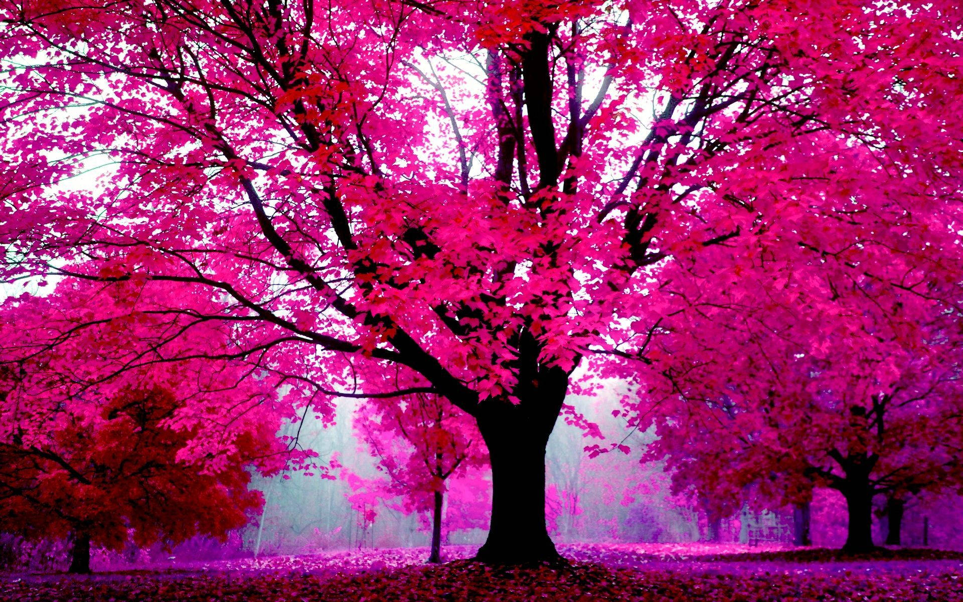 Vibrant Udsigt af Chic Pink Tree Grene Wallpaper