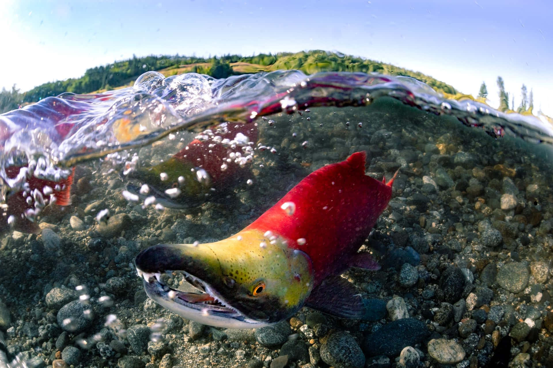Vibrant Pacific Salmon Underwater Wallpaper