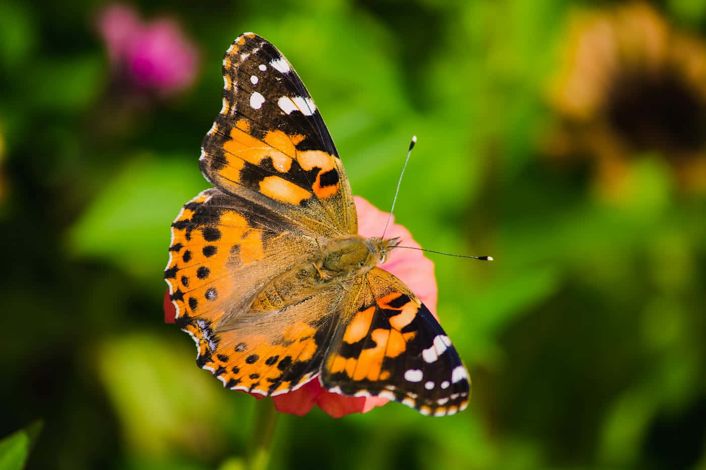 Vibrant_ Painted_ Lady_ Butterfly Wallpaper