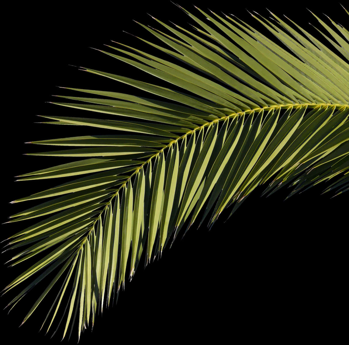 Vibrant Palm Frond Against Black Background PNG