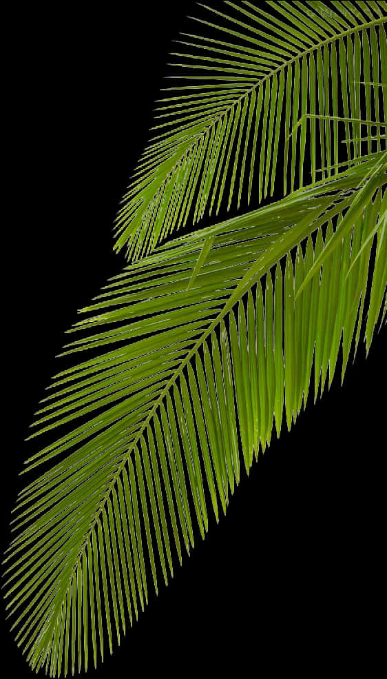Vibrant Palm Frond Against Black Background PNG
