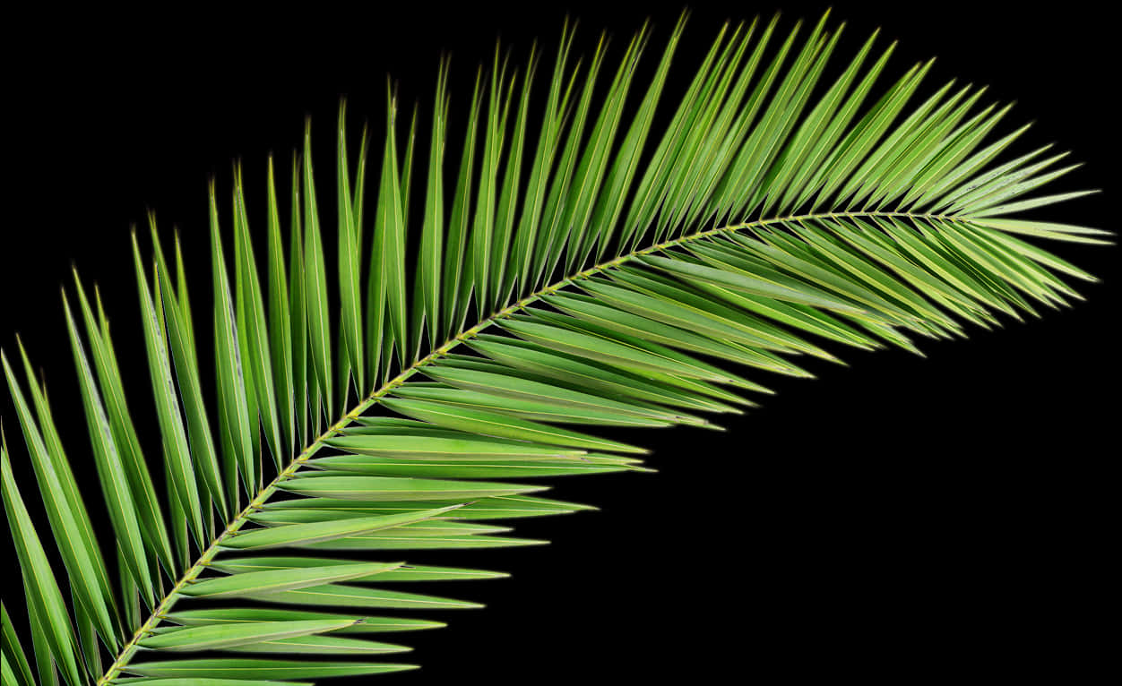 Vibrant Palm Frond Black Background PNG