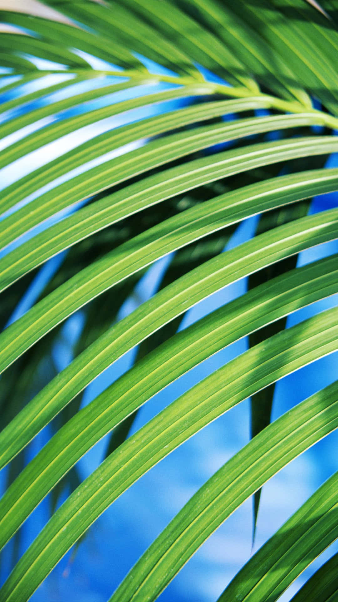 Vibrant Palm Frond Closeup.jpg Wallpaper