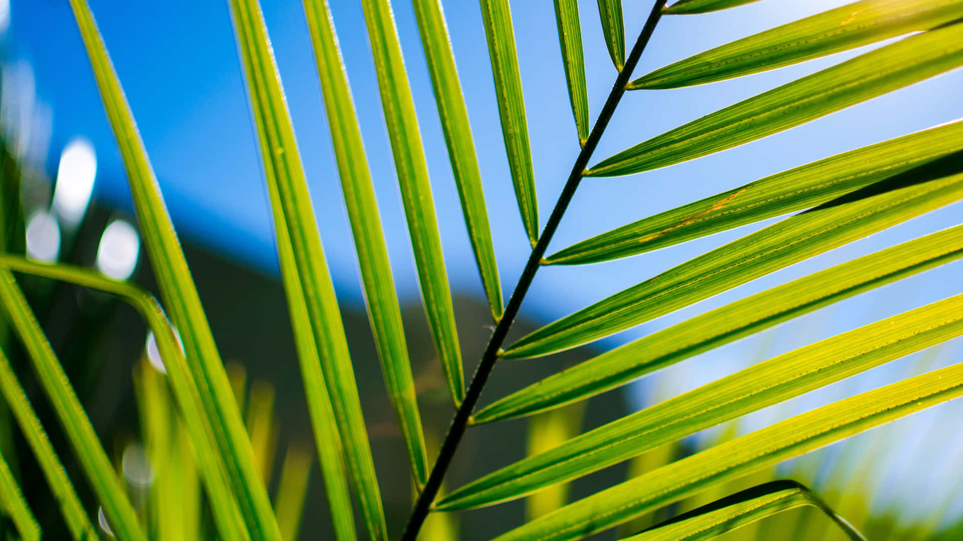 Vibrant Palm Frond Closeup Wallpaper