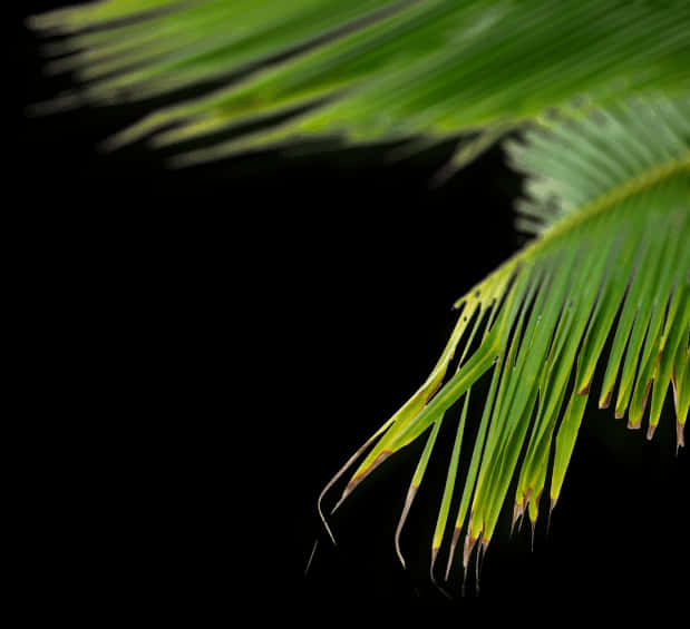 Vibrant Palm Frondon Black Background PNG