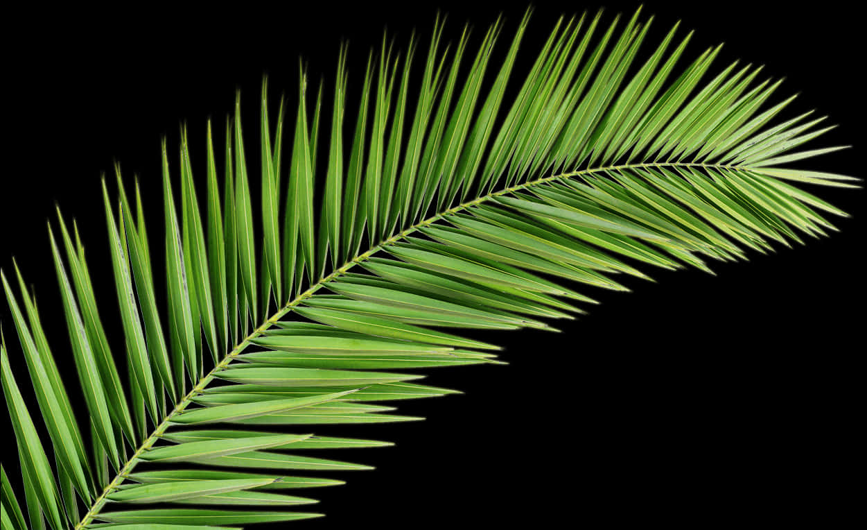 Vibrant Palm Frondon Black PNG