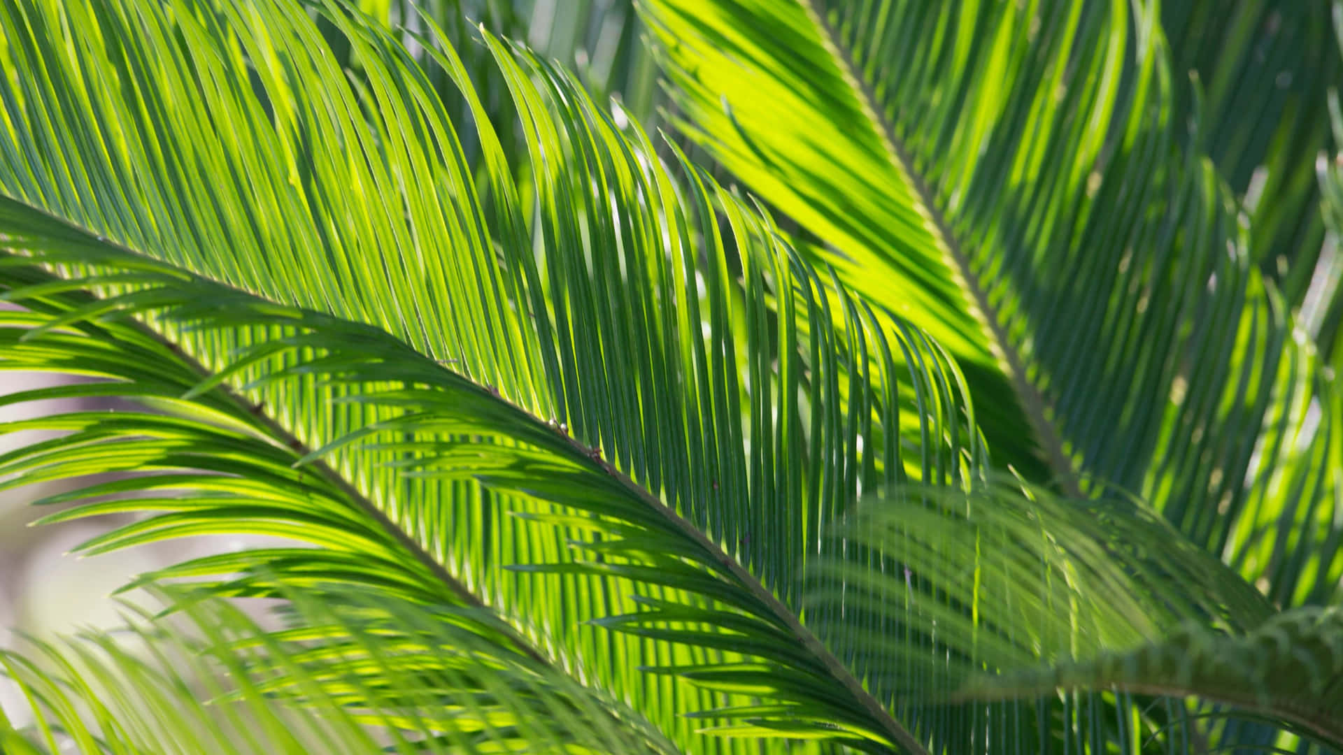 Vibrant Palm Fronds Closeup Wallpaper