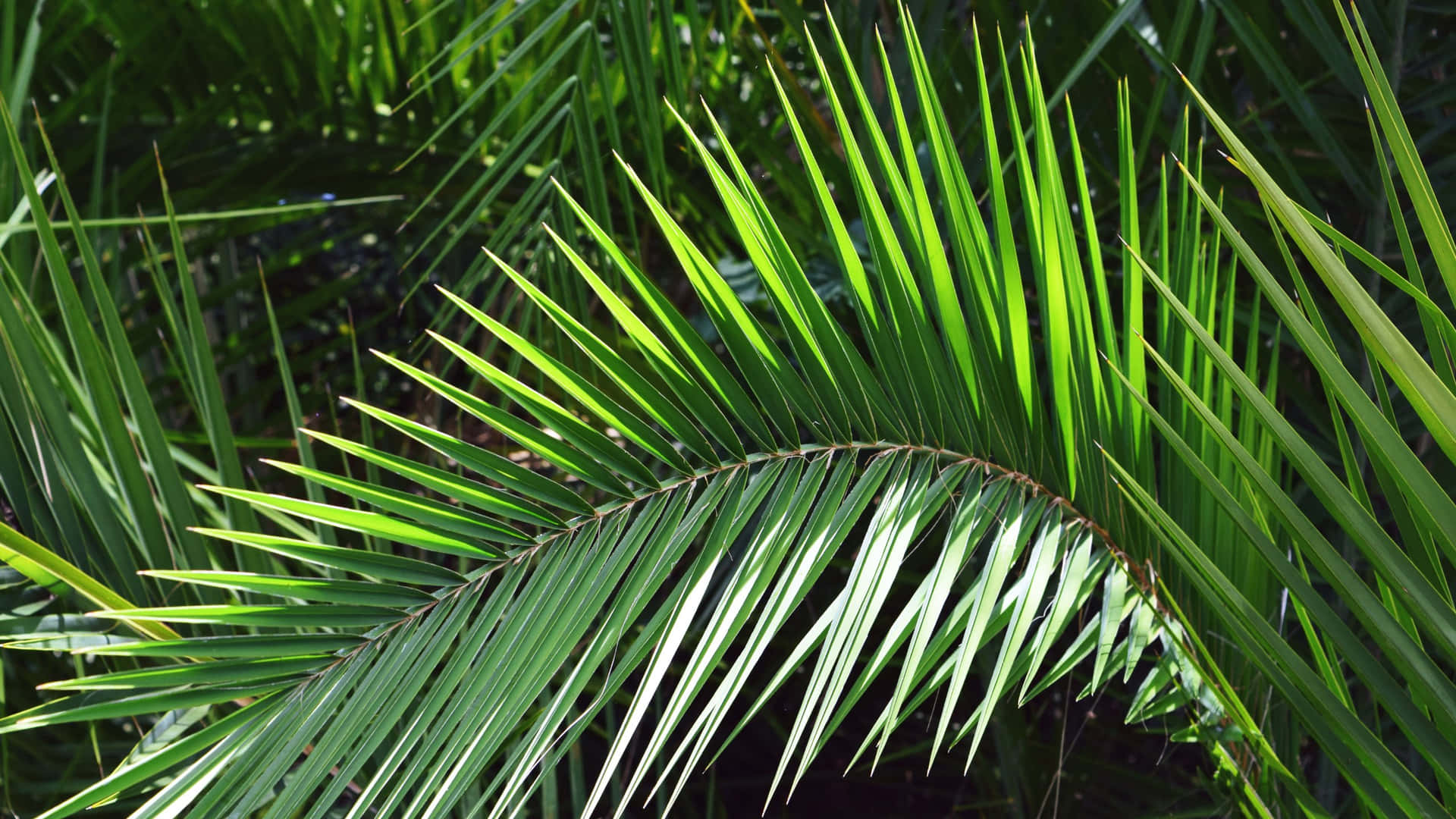 Vibrant Palm Fronds Nature Backdrop Wallpaper