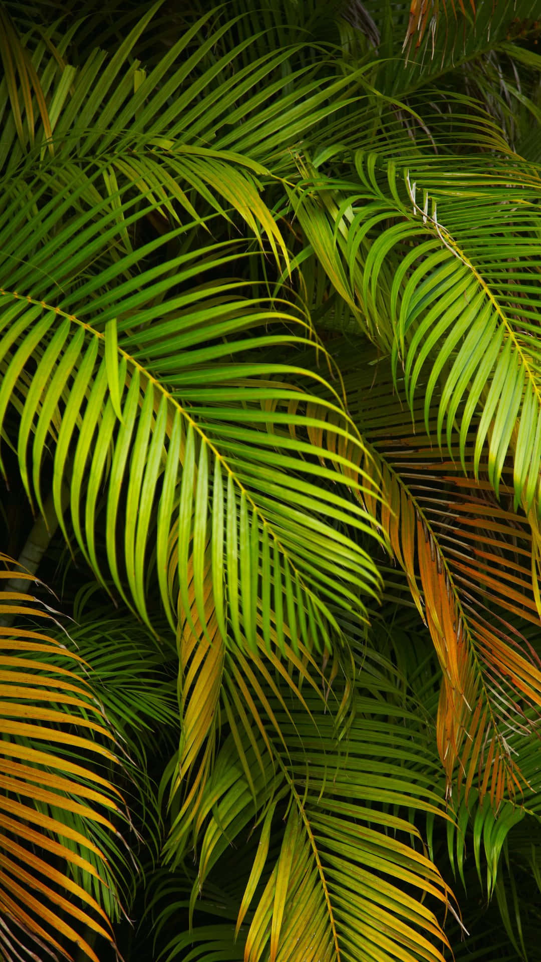 Vibrant Palm Fronds Texture Wallpaper