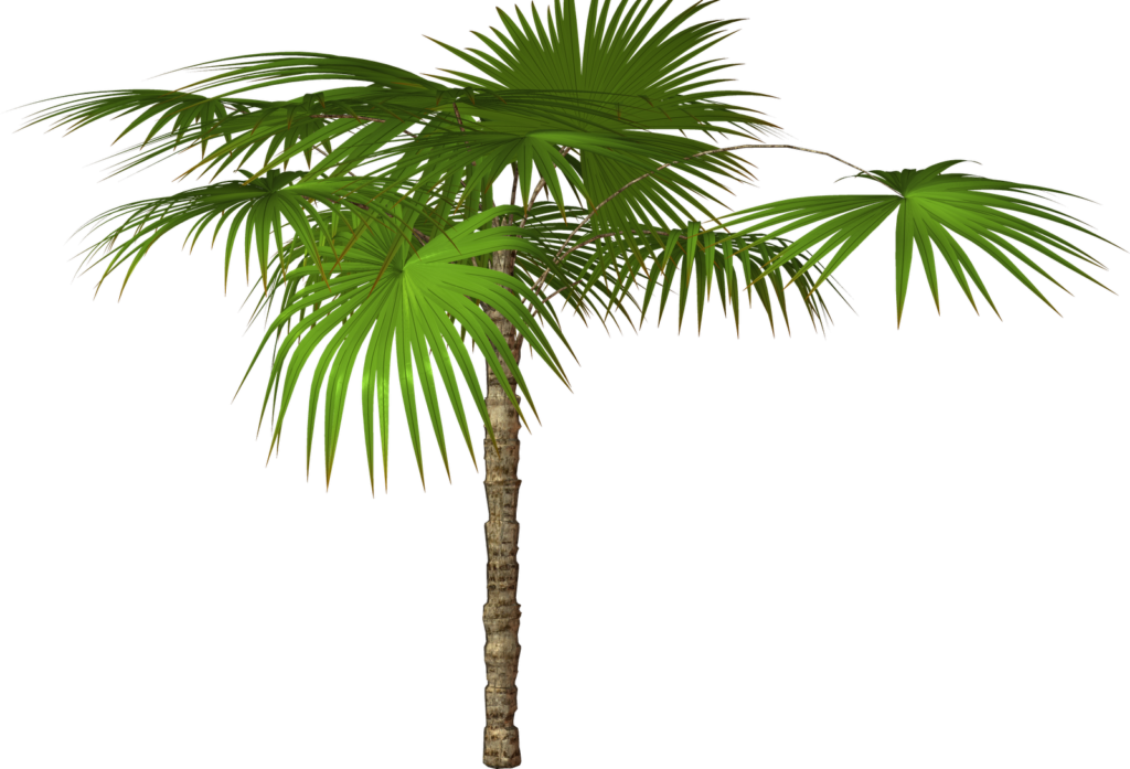 Vibrant Palm Tree Graphic PNG
