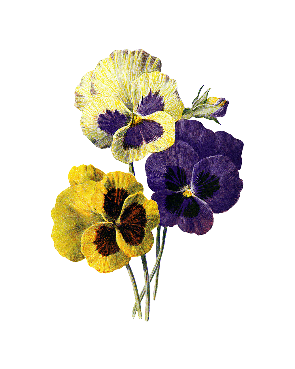 Vibrant_ Pansies_ Against_ Black_ Background PNG