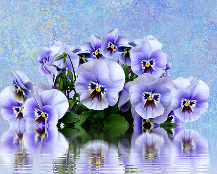 Vibrant Pansies Reflection PNG