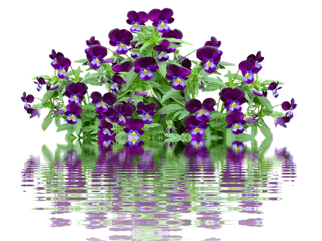 Vibrant Pansies Reflection PNG