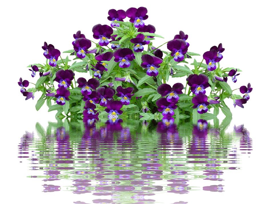 Vibrant Pansies With Water Reflection PNG