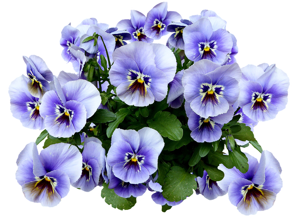 Vibrant Pansy Bouquet.png PNG