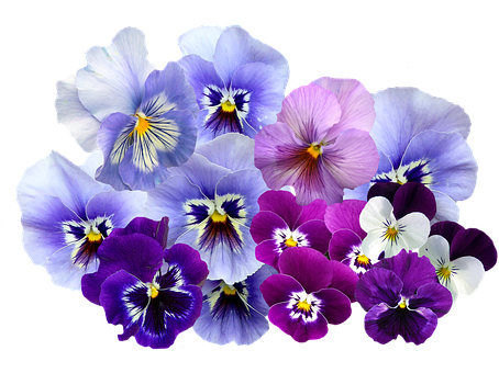 Vibrant_ Pansy_ Collection PNG