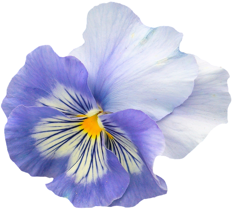 Vibrant Pansy Flower Isolated.png PNG