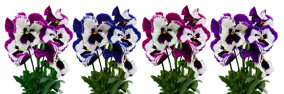 Vibrant Pansy Flowers Display PNG