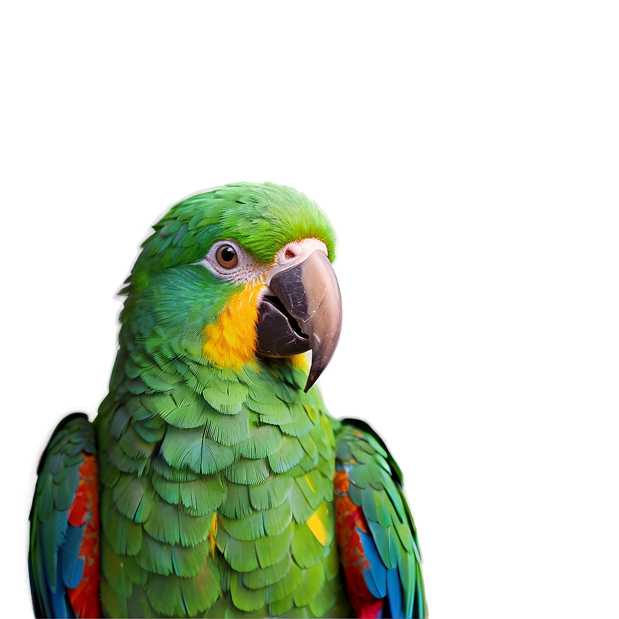 Vibrant Parrot Colors Png 05242024 PNG