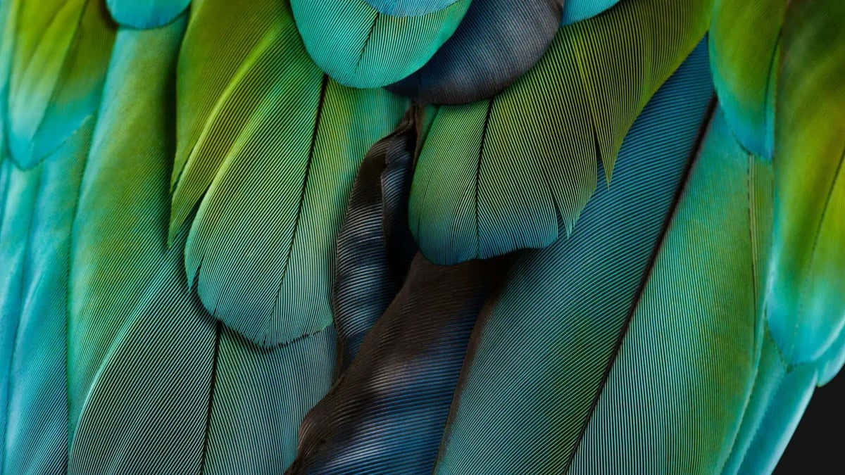 Vibrant Parrot Feathers Closeup Wallpaper