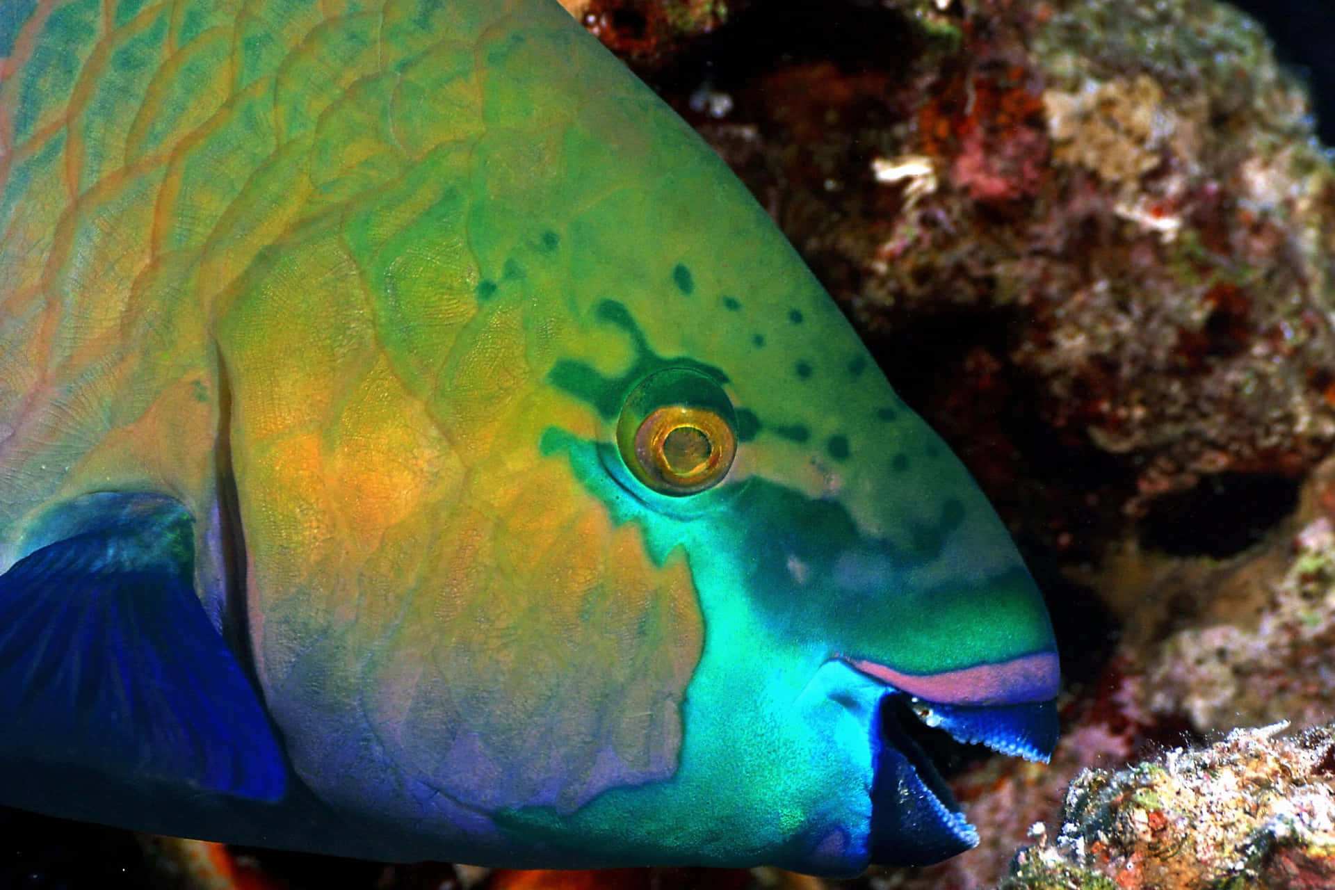 Vibrant Parrotfish Closeup Wallpaper