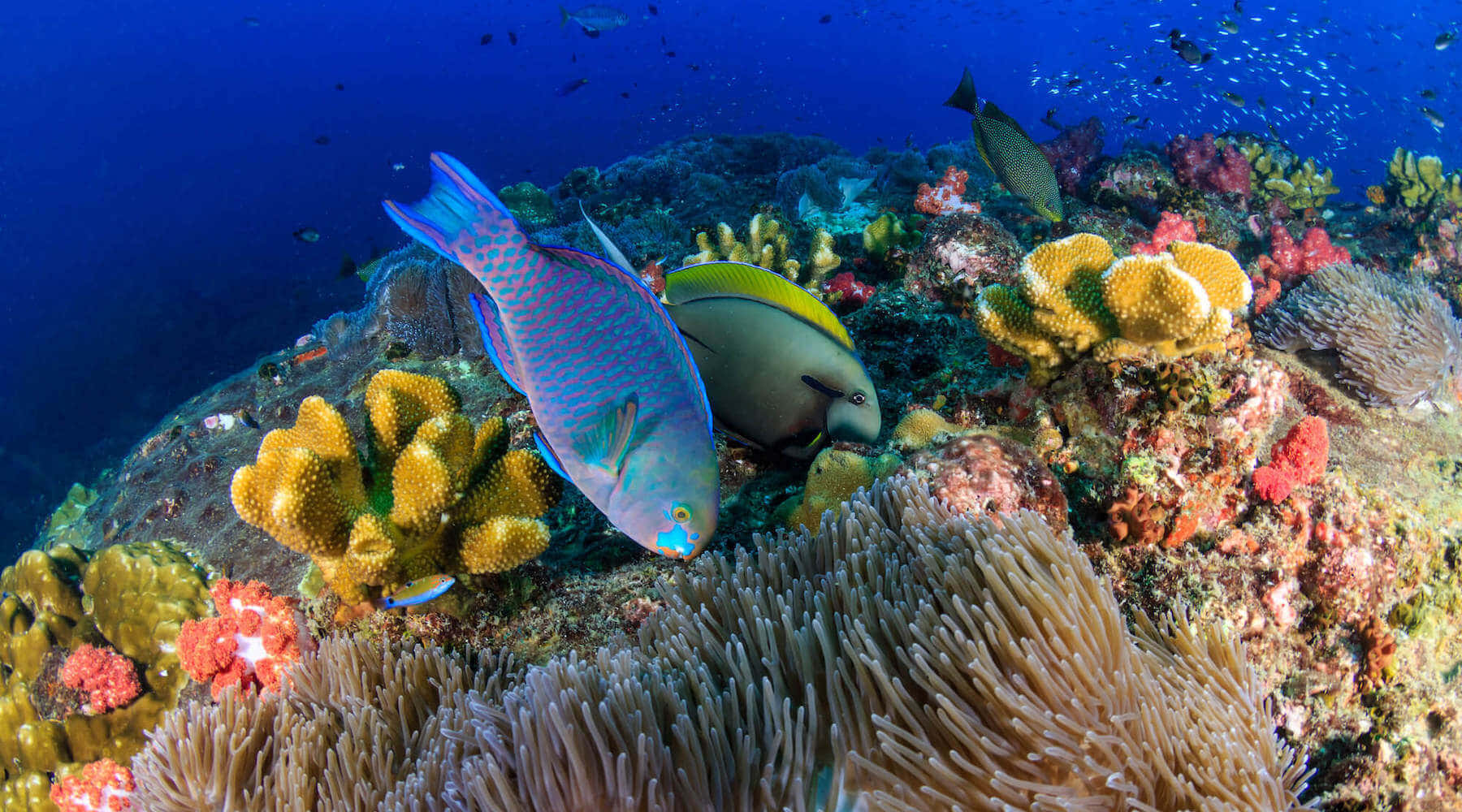 Vibrant Parrotfish Coral Reef Scene Wallpaper