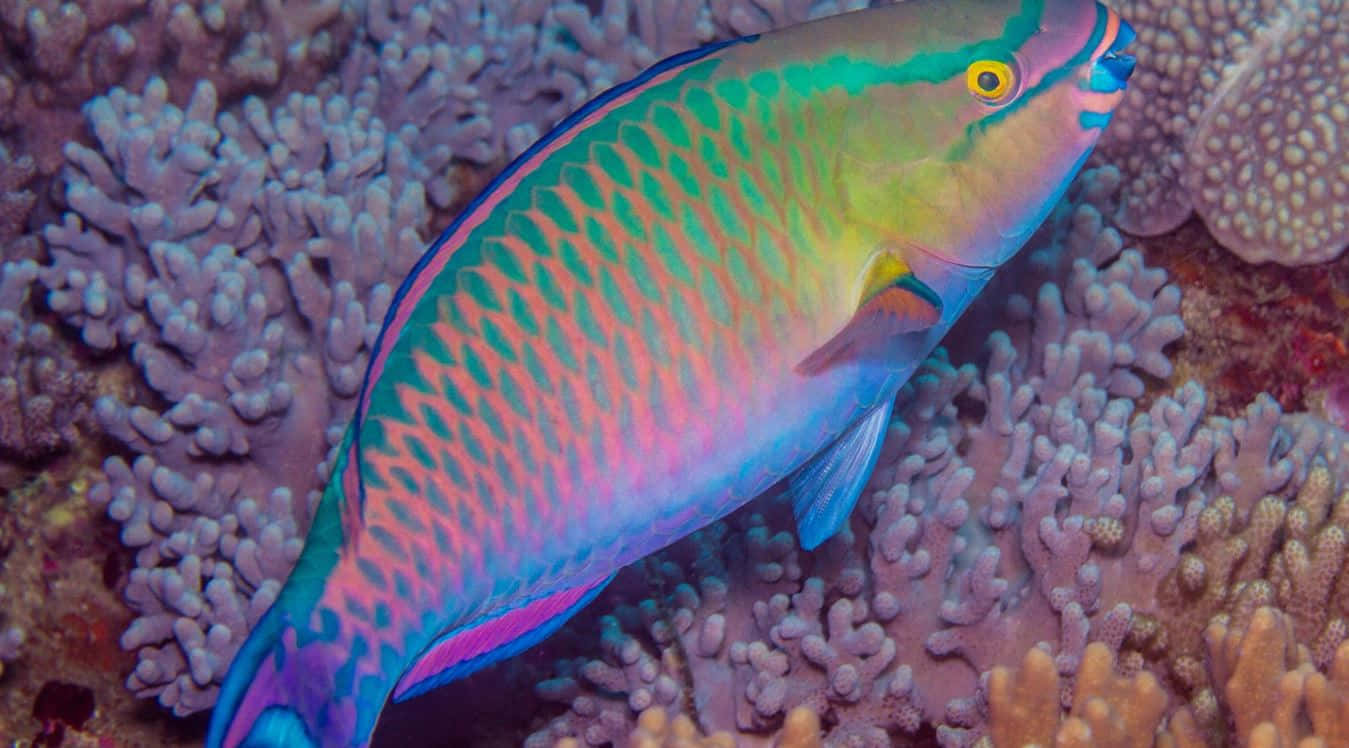 Vibrant Parrotfish Coral Reef Wallpaper